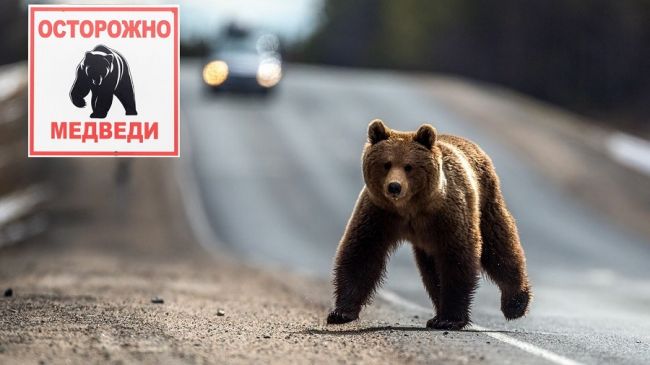 На автодороге «Сыктывкар – Ухта» в районе п. Чиньяворык, а также на участке «п. Гэрдъель – п. Тобысь» отмечаются выходы медведей из леса.